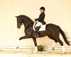 dressage horse Black Type (Hanoverian, 2012, from Benetton Dream FRH 1301)