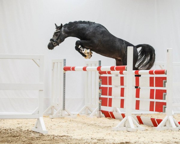 stallion Rimondo (German Riding Pony, 2013, from Rex the Robber)
