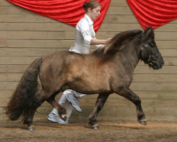 Deckhengst Tranegildes Ivanhoe (Shetland Pony, 2000, von Furie van de Schaapskooi)