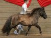 stallion Tranegildes Ivanhoe (Shetland Pony, 2000, from Furie van de Schaapskooi)