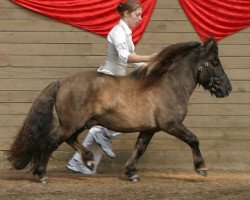 stallion Tranegildes Ivanhoe (Shetland Pony, 2000, from Furie van de Schaapskooi)