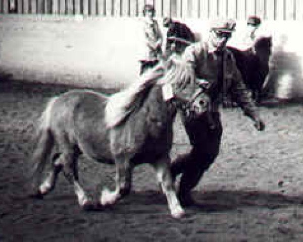 stallion Potluck of Methven (Shetland Pony, 1970, from Pepperpot of Marshwood)