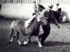 Deckhengst Potluck of Methven (Shetland Pony, 1970, von Pepperpot of Marshwood)