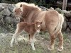 broodmare Pearl of Methven (Shetland Pony, 1973, from Potluck of Methven)