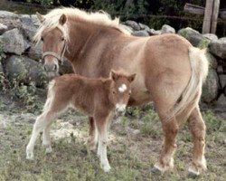 broodmare Pearl of Methven (Shetland Pony, 1973, from Potluck of Methven)