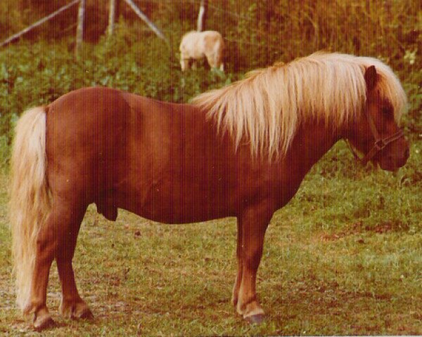 Deckhengst Gayman of Berry (Shetland Pony, 1967, von Lirep of Berry)