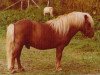 stallion Gayman of Berry (Shetland Pony, 1967, from Lirep of Berry)