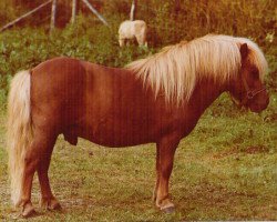 Deckhengst Gayman of Berry (Shetland Pony, 1967, von Lirep of Berry)