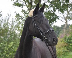 dressage horse Hot Summer 2 (Oldenburg, 2008, from Hotline)