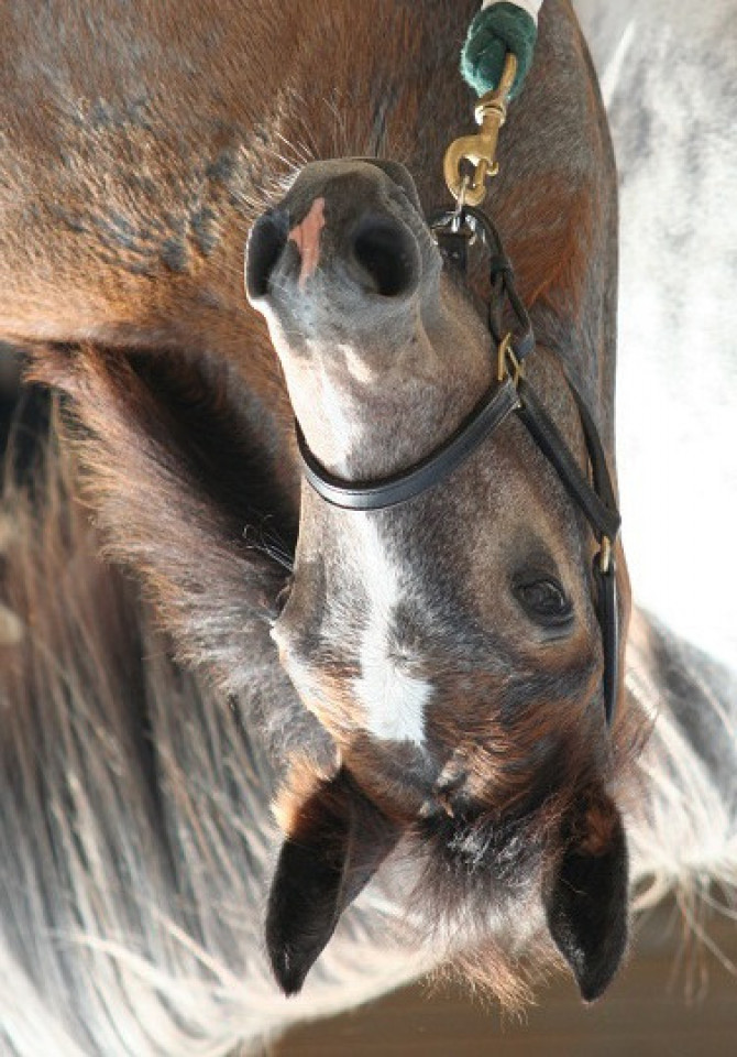 Dressurpferd Kinzighausen Hazy Mozart (Connemara-Pony, 2013, von Kinzighausen Hazy Majesto)