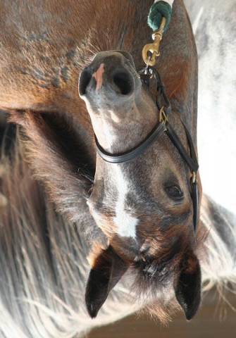 dressage horse Kinzighausen Hazy Mozart (Connemara Pony, 2013, from Kinzighausen Hazy Majesto)