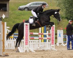 jumper Evita 403 (Hanoverian, 2009, from Embassy III)