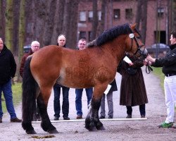 stallion Eulenspiegel (Rhenish-German Cold-Blood, 2011, from Erlander)