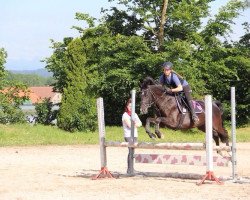 broodmare Disney-Lotte (German Riding Pony, 2004, from Neckar)