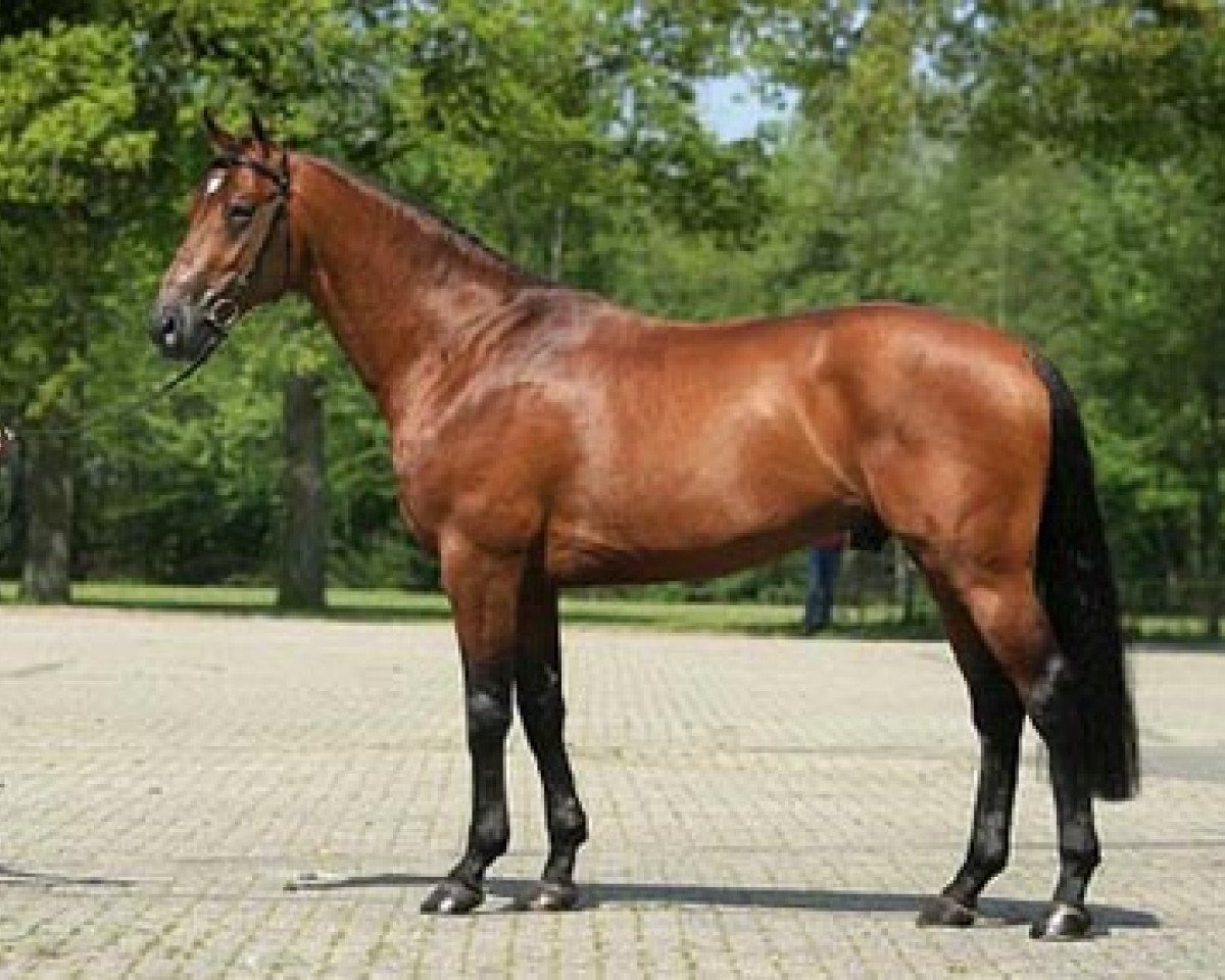 stallion Vegas VDL (KWPN (Royal Dutch Sporthorse), 2002, from Broere Atlantic)