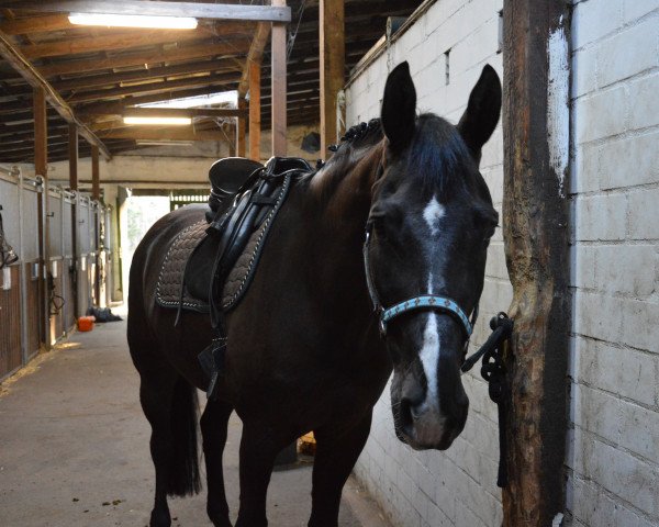 horse Valentino (KWPN (Royal Dutch Sporthorse), 2002, from Weltino)