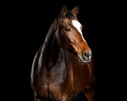 dressage horse Dancing Light 2 (Oldenburg, 2005, from Don King)