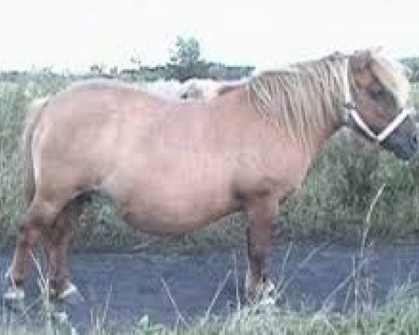 broodmare Abildores Vera (Shetland Pony, 1988, from Abildores Ilja)