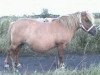 broodmare Abildores Vera (Shetland Pony, 1988, from Abildores Ilja)