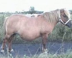 Zuchtstute Abildores Vera (Shetland Pony, 1988, von Abildores Ilja)