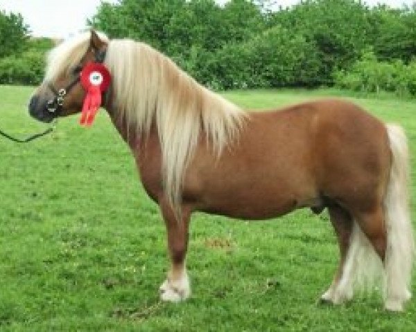 Deckhengst Golden Jaffa of Kinkell (Shetland Pony, 1991, von Ardo Renown)