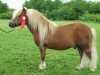 stallion Golden Jaffa of Kinkell (Shetland Pony, 1991, from Ardo Renown)