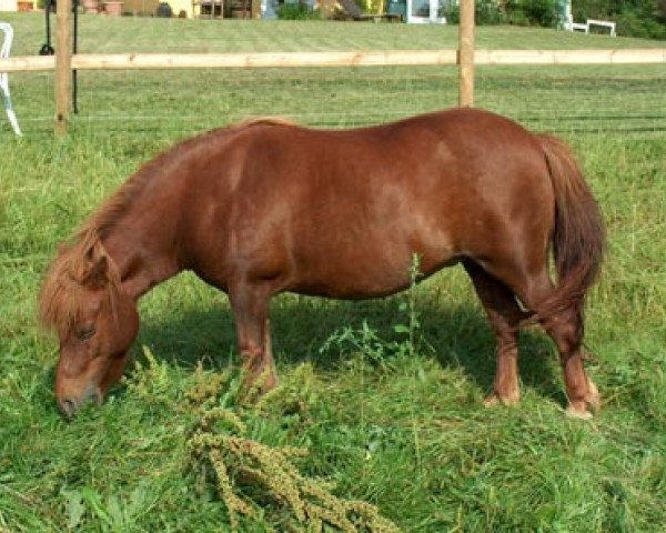 broodmare Skovlundens Bess (Shetland Pony,  )