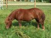 broodmare Skovlundens Bess (Shetland Pony,  )