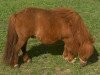 broodmare Skovlundens Beth (Shetland Pony,  , from Golden Jaffa of Kinkell)
