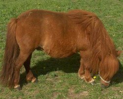 Zuchtstute Skovlundens Beth (Shetland Pony,  , von Golden Jaffa of Kinkell)