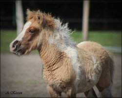 Deckhengst Atom vom Elsensee (Shetland Pony,  , von Amadeus von Dalberg)