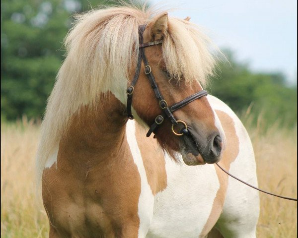 horse Armani von Kessen (Shetland Pony, 2013, from Ambitie van de Zandkamp)