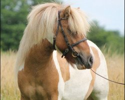 horse Armani von Kessen (Shetland Pony, 2013, from Ambitie van de Zandkamp)