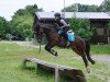 Pferd Charlie's Bandit (Welsh-Cob (Sek. D), 2010, von Thers Billy Budd)