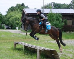 horse Charlie's Bandit (Welsh-Cob (Sek. D), 2010, from Thers Billy Budd)