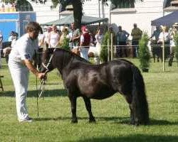 Zuchtstute Luciana Rose K (Shetland B (über 107-117), 2001, von Libero W van de Hertraksestraat)