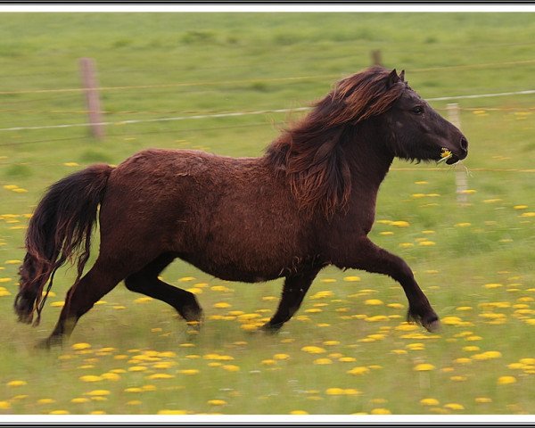 Zuchtstute Louisa Rose (Shetland Pony, 2013, von Indigo)