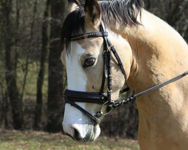 horse Der kleine Donner (German Riding Pony, 2011)