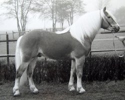 Deckhengst Winston van Hoogenweg (Haflinger, 1988, von Were-di van de Vrijthof)