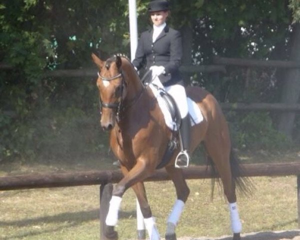 dressage horse Pequeno Hombre (Hanoverian, 2003, from Prince Thatch xx)