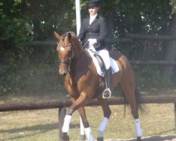 dressage horse Pequeno Hombre (Hanoverian, 2003, from Prince Thatch xx)