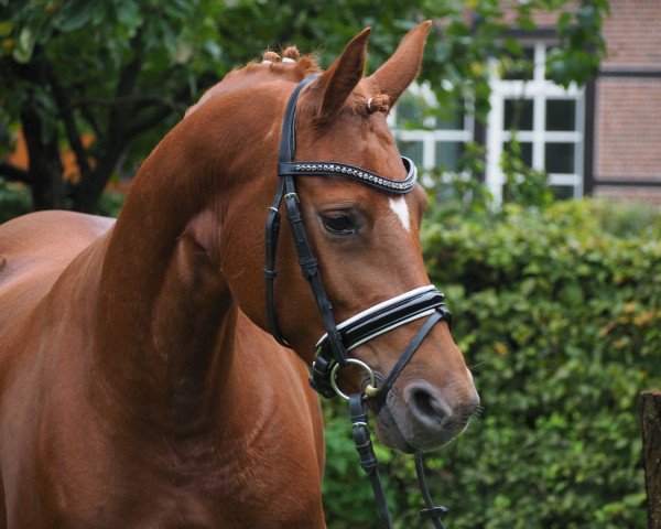 jumper Cookie (German Riding Pony, 2012, from Duncan 86)