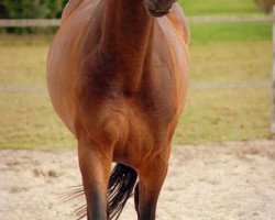 Springpferd Prinz Elvis (Pinto/Hunter, 2007, von Parade D)