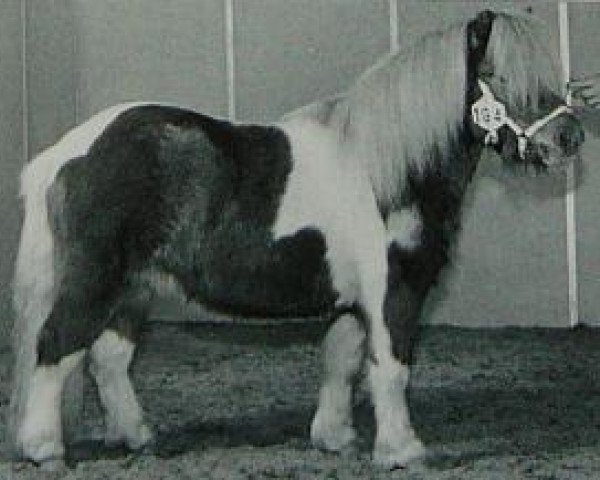 Deckhengst Leopold van Lienden (Shetland Pony, 1996, von Carlos van Heesselt)