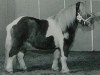 stallion Leopold van Lienden (Shetland Pony, 1996, from Carlos van Heesselt)