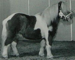 Deckhengst Leopold van Lienden (Shetland Pony, 1996, von Carlos van Heesselt)