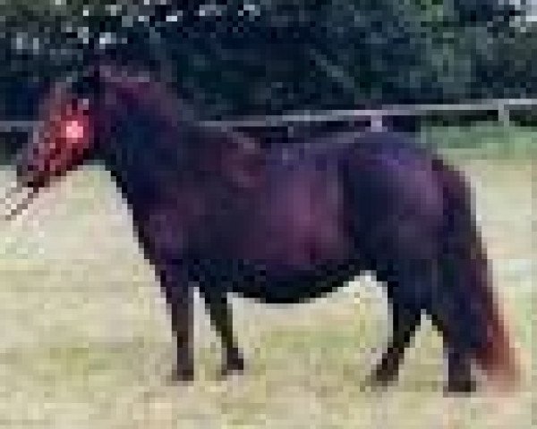 broodmare Skovlundens Lynna (Shetland Pony, 1993, from Wells Super Style)