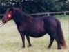 Zuchtstute Skovlundens Lynna (Shetland Pony, 1993, von Wells Super Style)