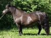 broodmare Skovlundens Lea (Shetland Pony, 2001, from Waulkmill McLintock)