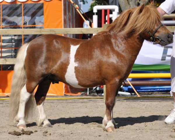 Deckhengst Warezz from Broken Colours (Shetland Pony,  , von Leopold van Lienden)